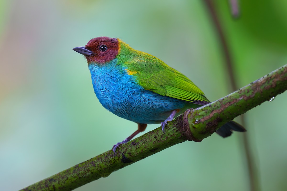 Bay-headed Tanager - ML520527771
