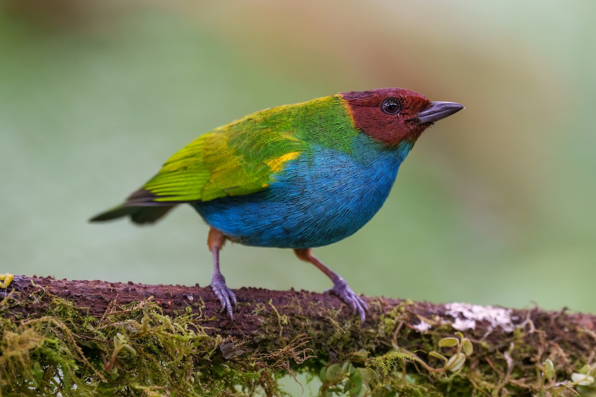 Bay-headed Tanager - ML520527781