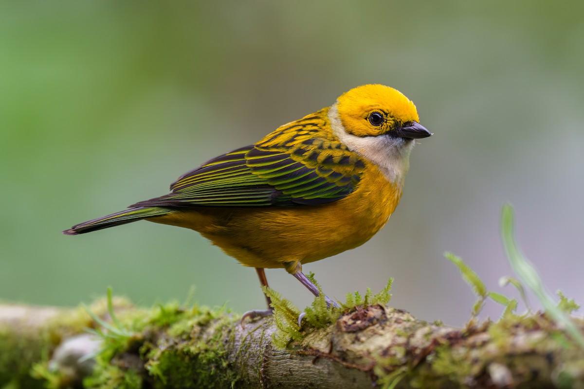 Silver-throated Tanager - ML520527871