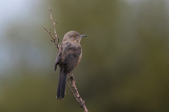 Bendire's Thrasher