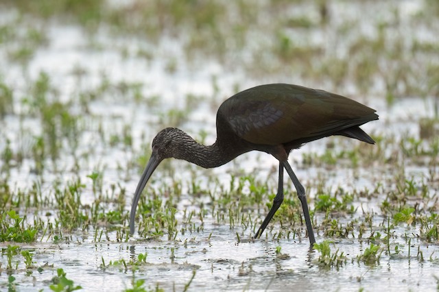 White-faced Ibis