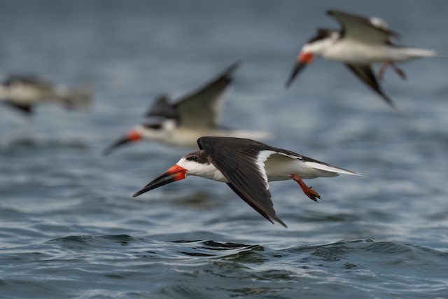 Black Skimmer