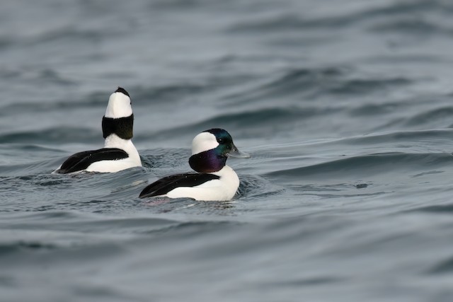 Bufflehead