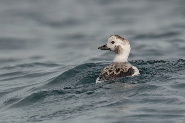 Long-tailed Duck