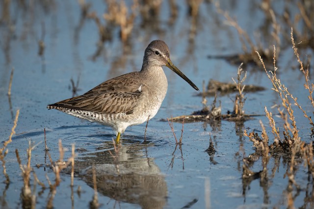 Long-billed Dowitcher