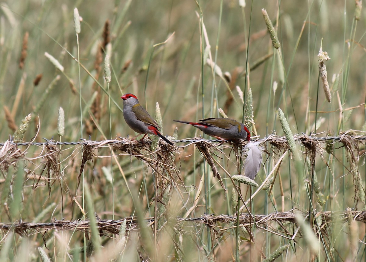 Red-browed Firetail - ML520539731