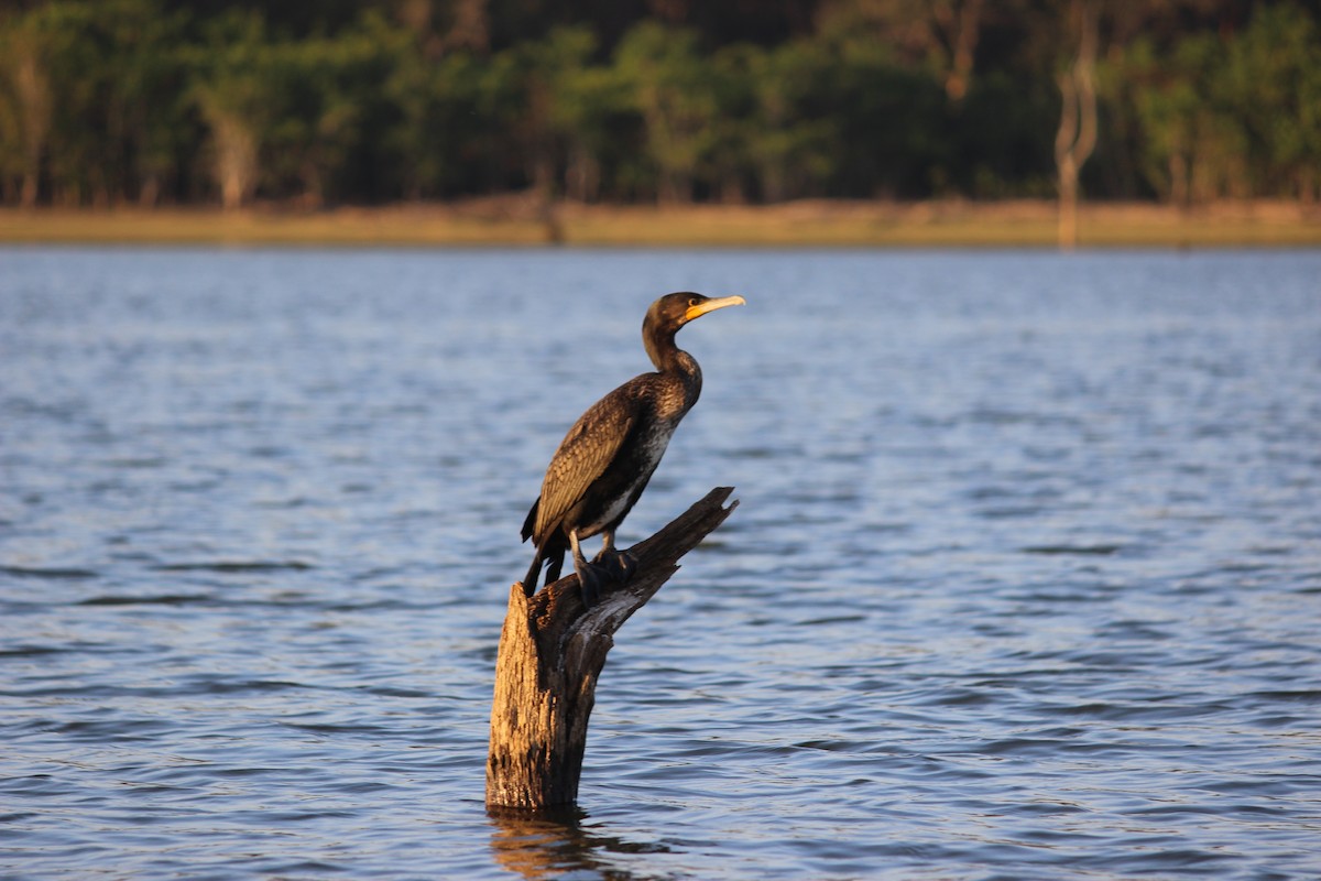 Great Cormorant - Kabir Samsi