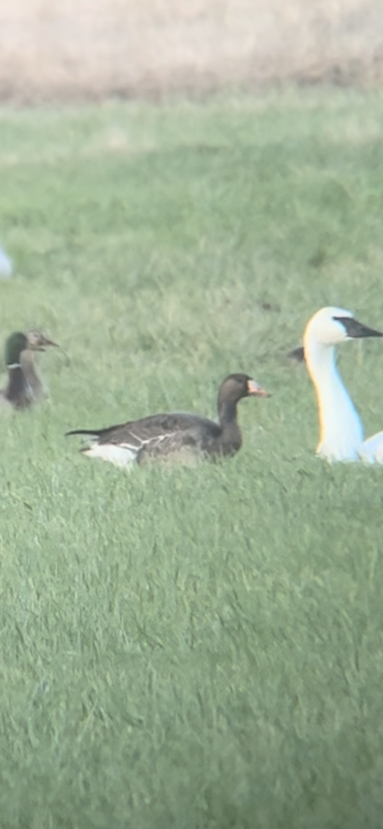Greater White-fronted Goose (Tule) - ML520541451