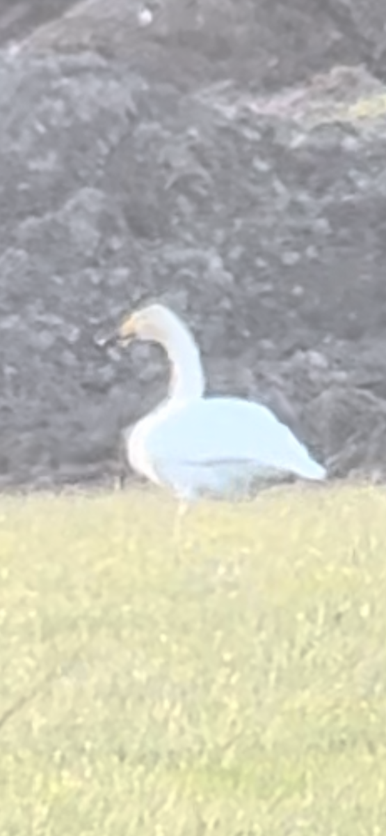 Whooper Swan - ML520541651