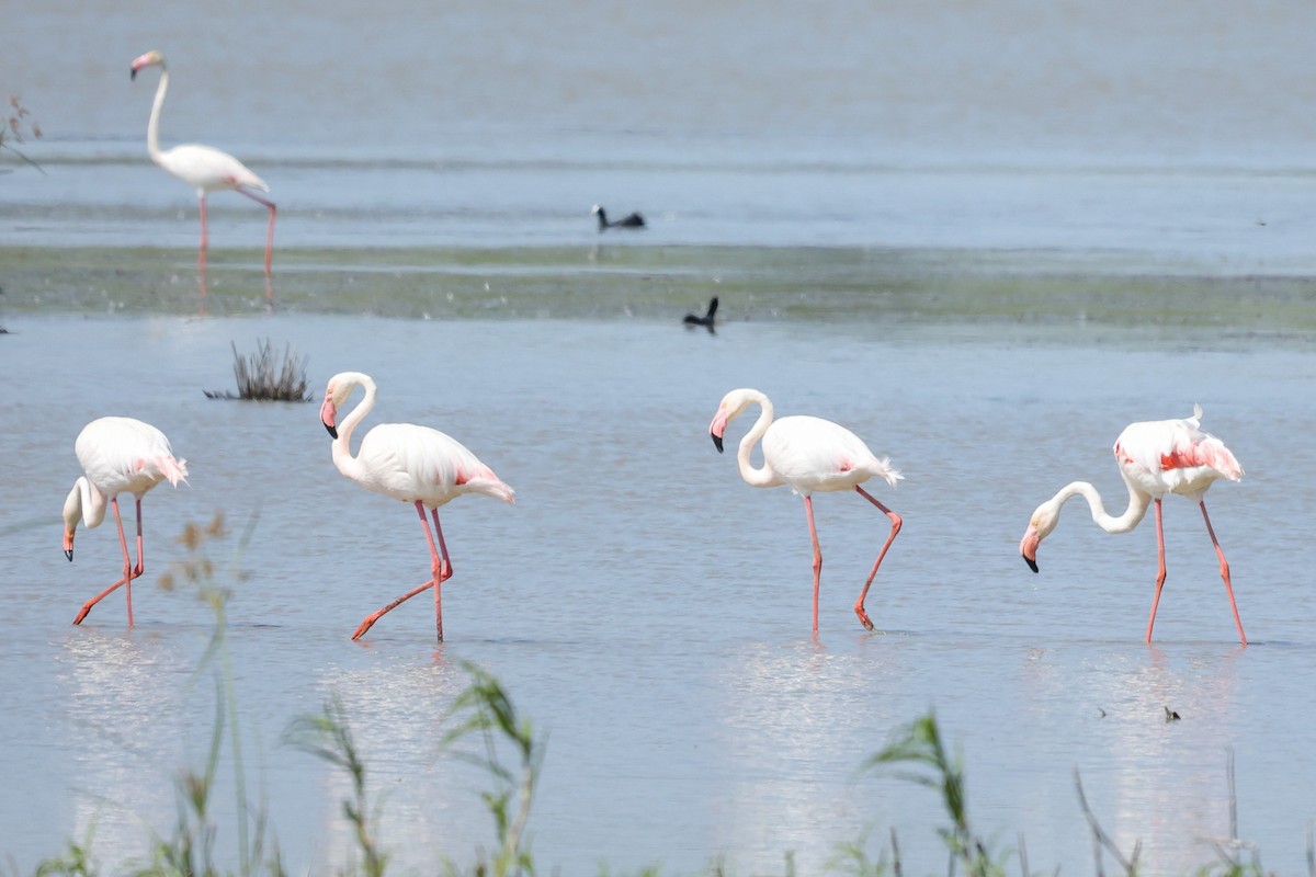 Greater Flamingo - ML520541971