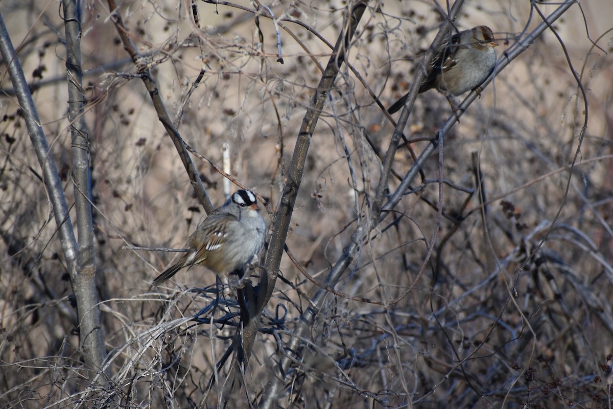 White-crowned Sparrow - ML520549151