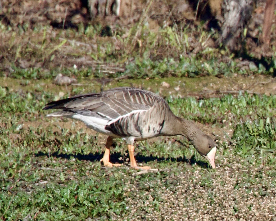 Greater White-fronted Goose - ML520549721