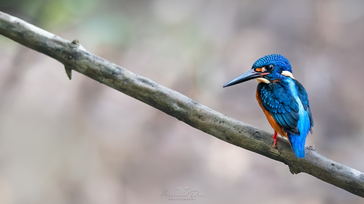 Blue-eared Kingfisher - ML520551211