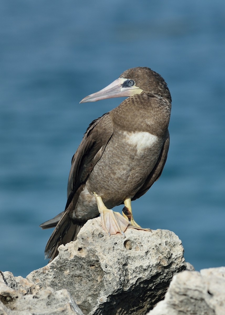 Brown Booby - ML520551891