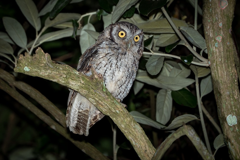 Tropical Screech-Owl - Vitor Rolf Laubé