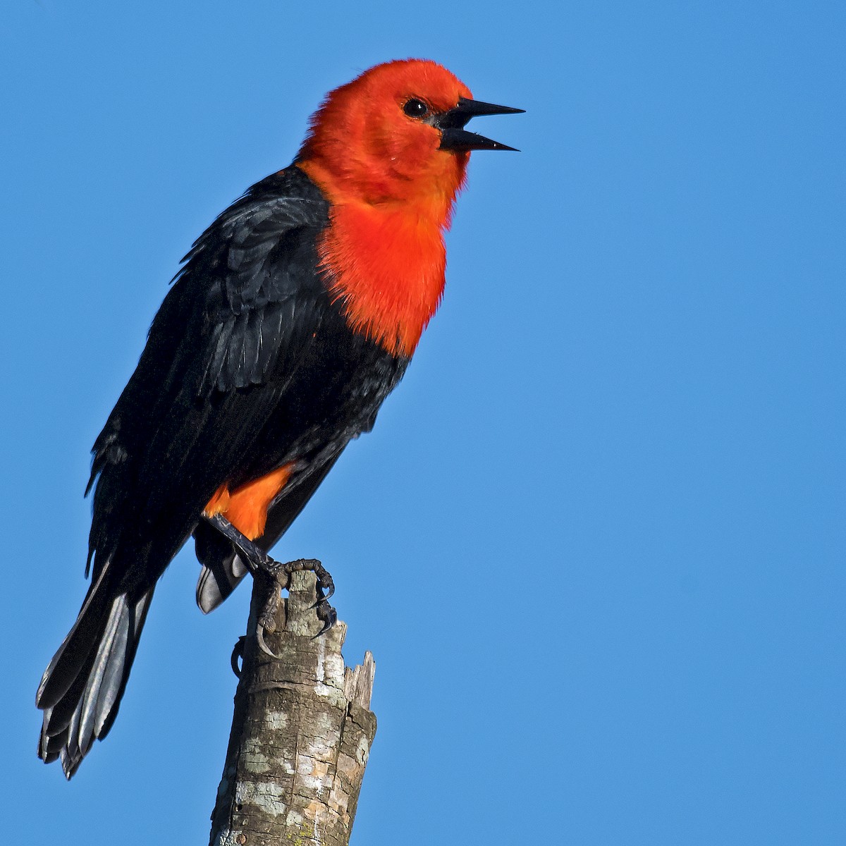 Scarlet-headed Blackbird - José Rondon