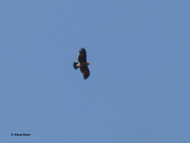 Indian Spotted Eagle - ML52055631