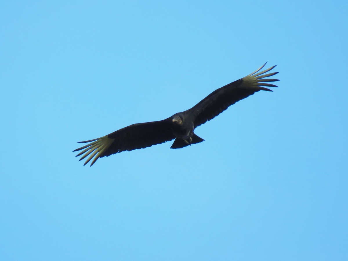 Black Vulture - ML52055711