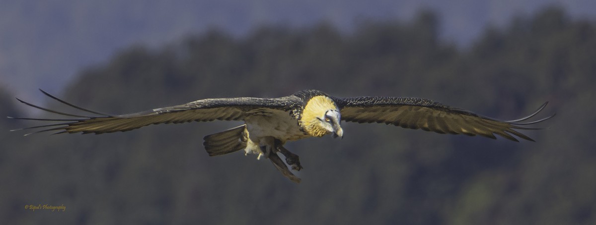 Bearded Vulture - Brahmarshi Sutradhar