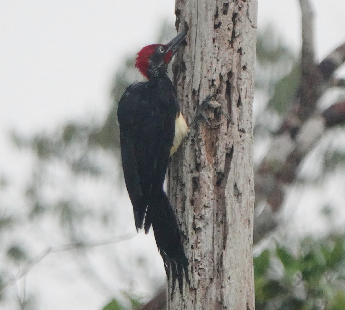 White-bellied Woodpecker - Richard Arnold