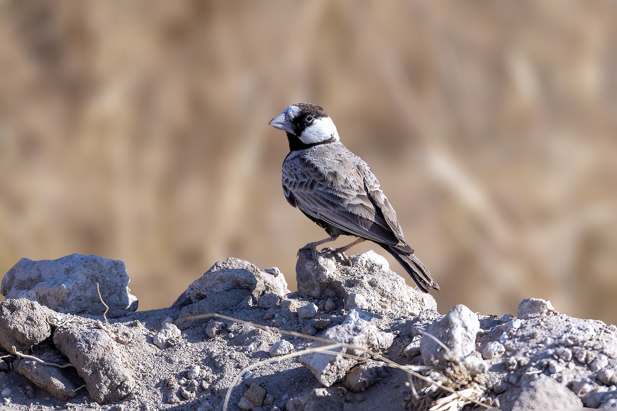 Black-crowned Sparrow-Lark - ML520563181