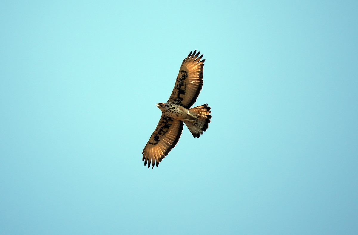 African Hawk-Eagle - Josep del Hoyo