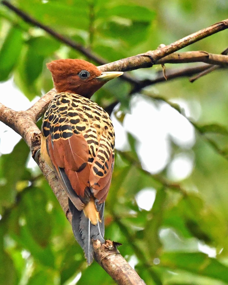 Rufous-headed Woodpecker - ML520572411
