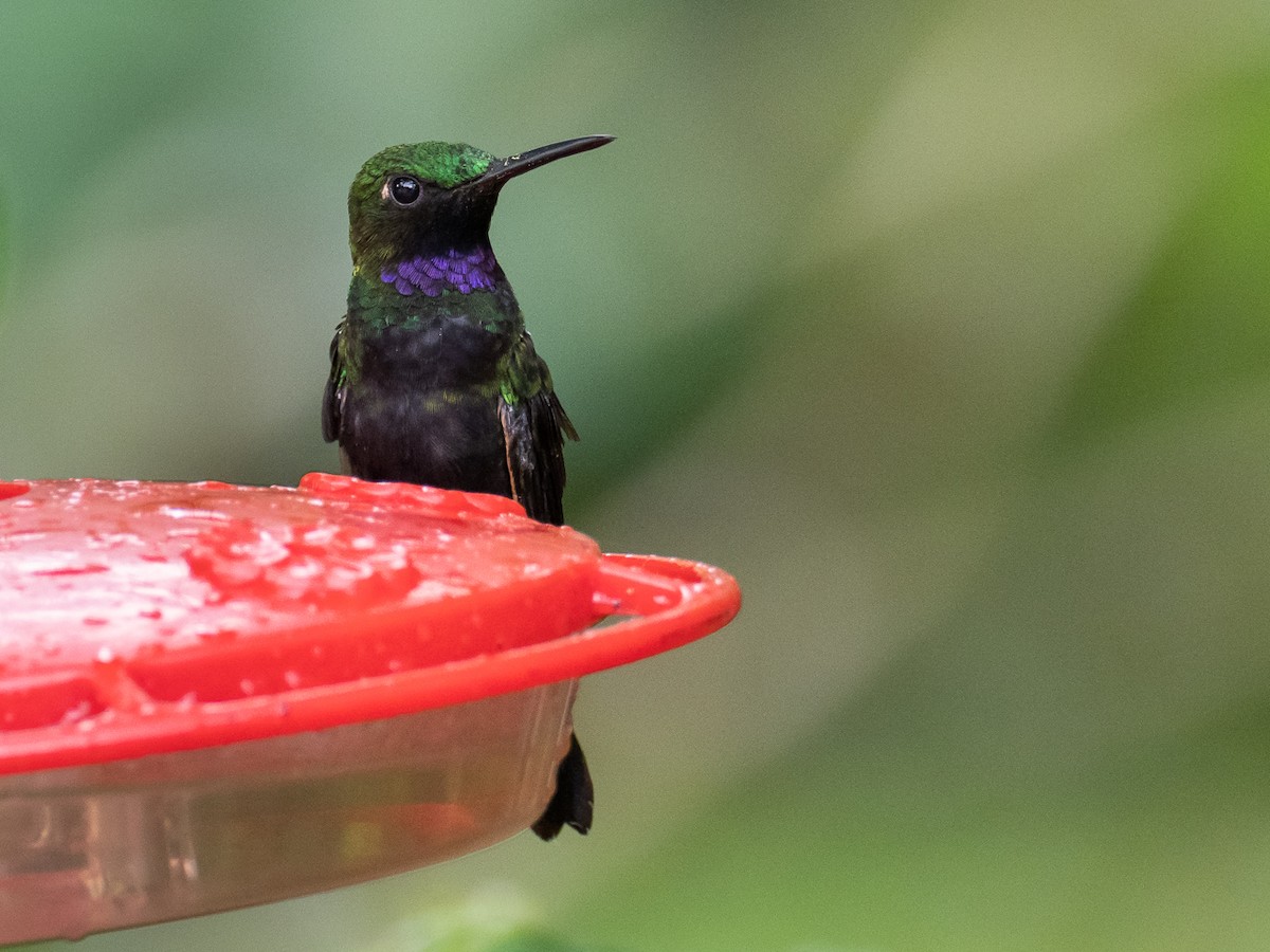 kolibřík zelenoprsý - ML520573551