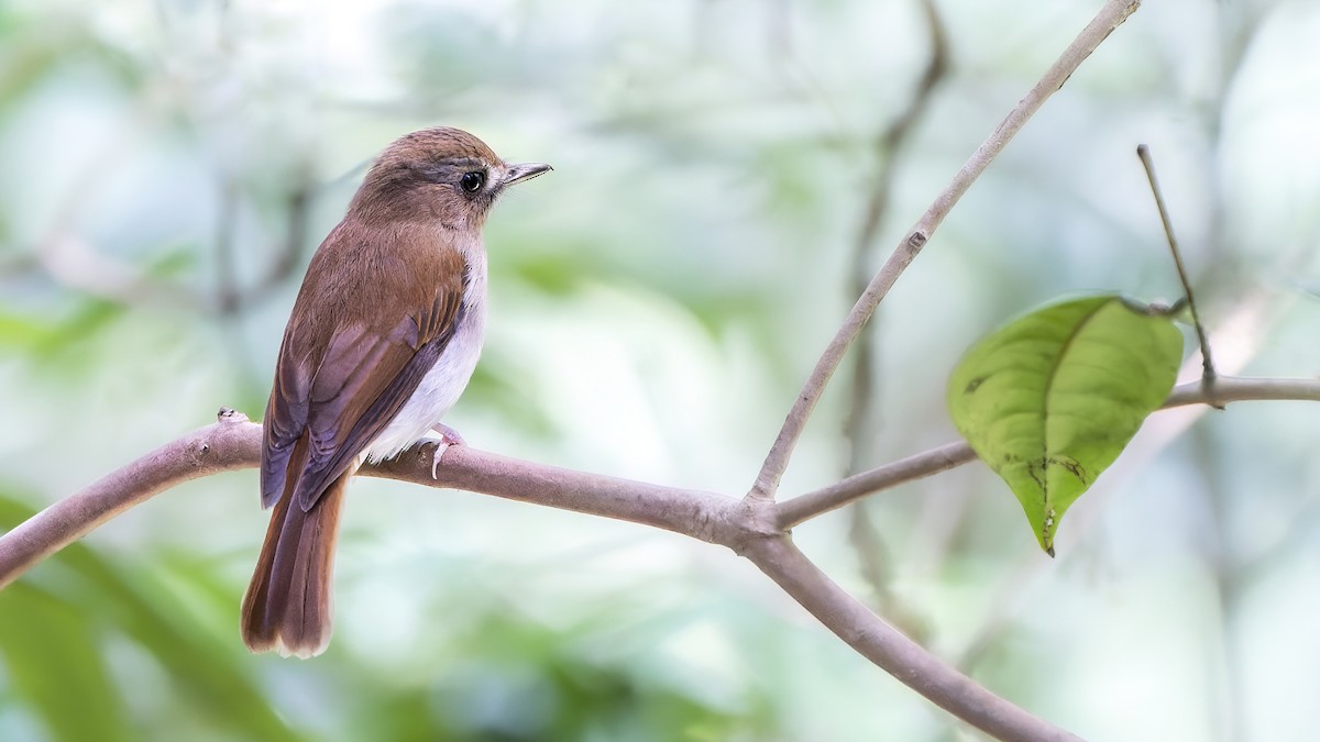Gray-chested Jungle Flycatcher - ML520574731