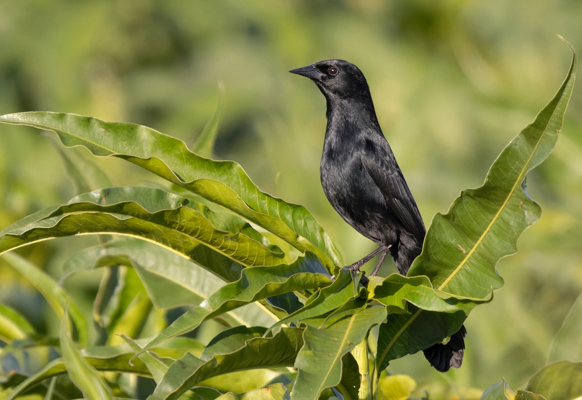 Unicolored Blackbird - Lars Petersson | My World of Bird Photography