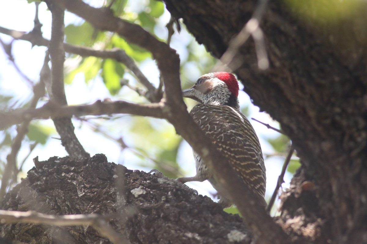 Bennett's Woodpecker (Bennett's) - ML520579081