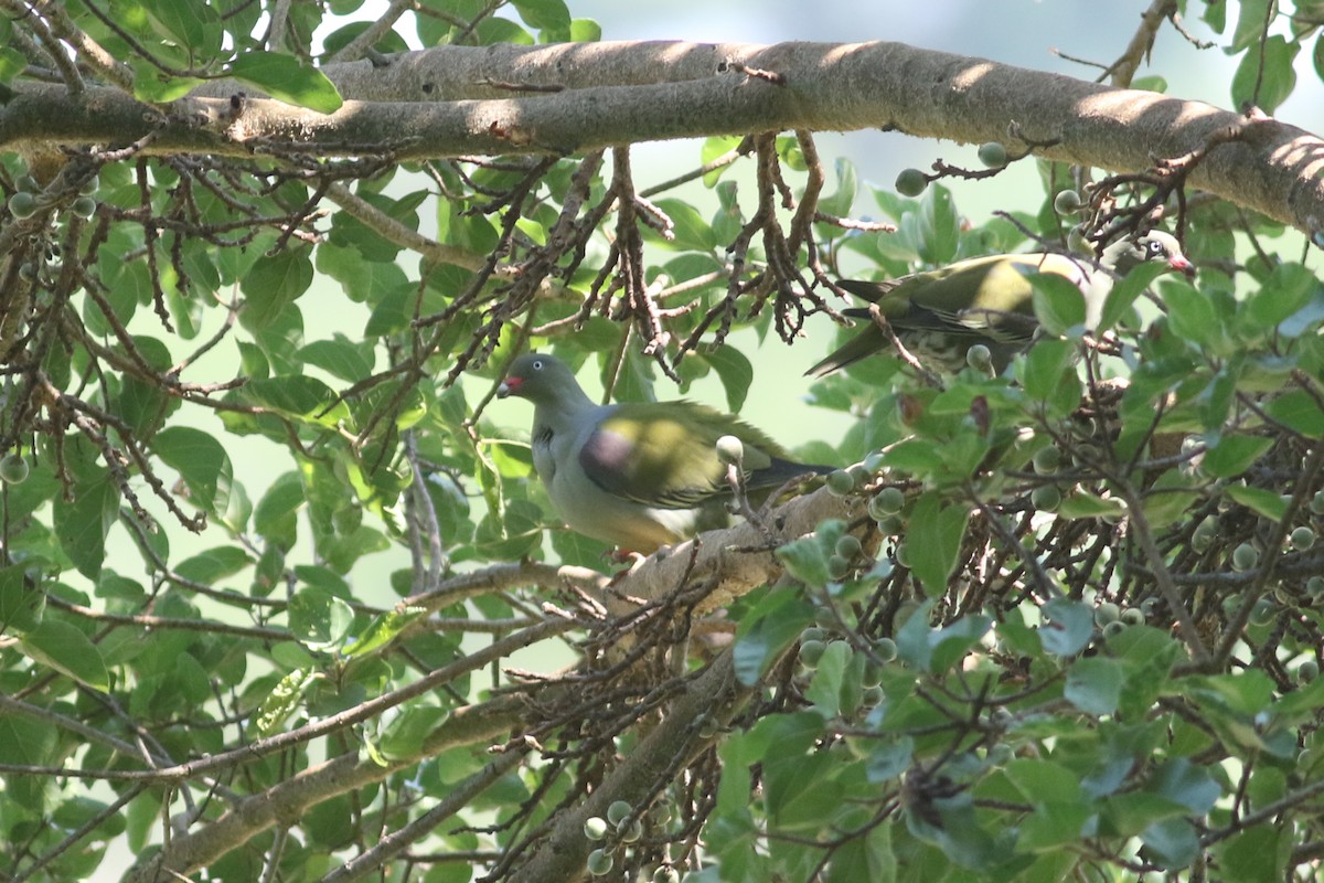 African Green-Pigeon (Gray-breasted) - ML520579221