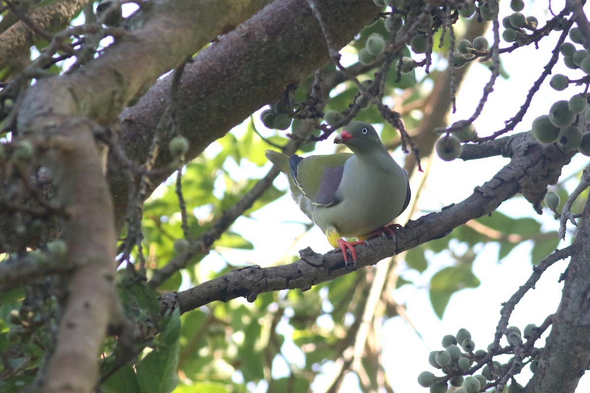 African Green-Pigeon (Gray-breasted) - ML520579231