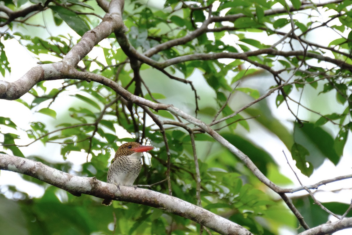 Banded Kingfisher (Black-faced) - ML520585581