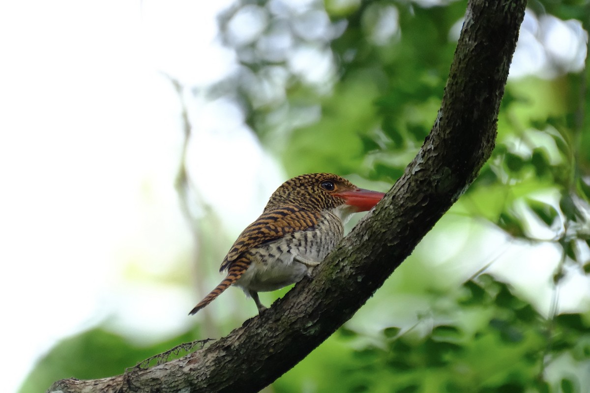 Banded Kingfisher (Black-faced) - ML520585591