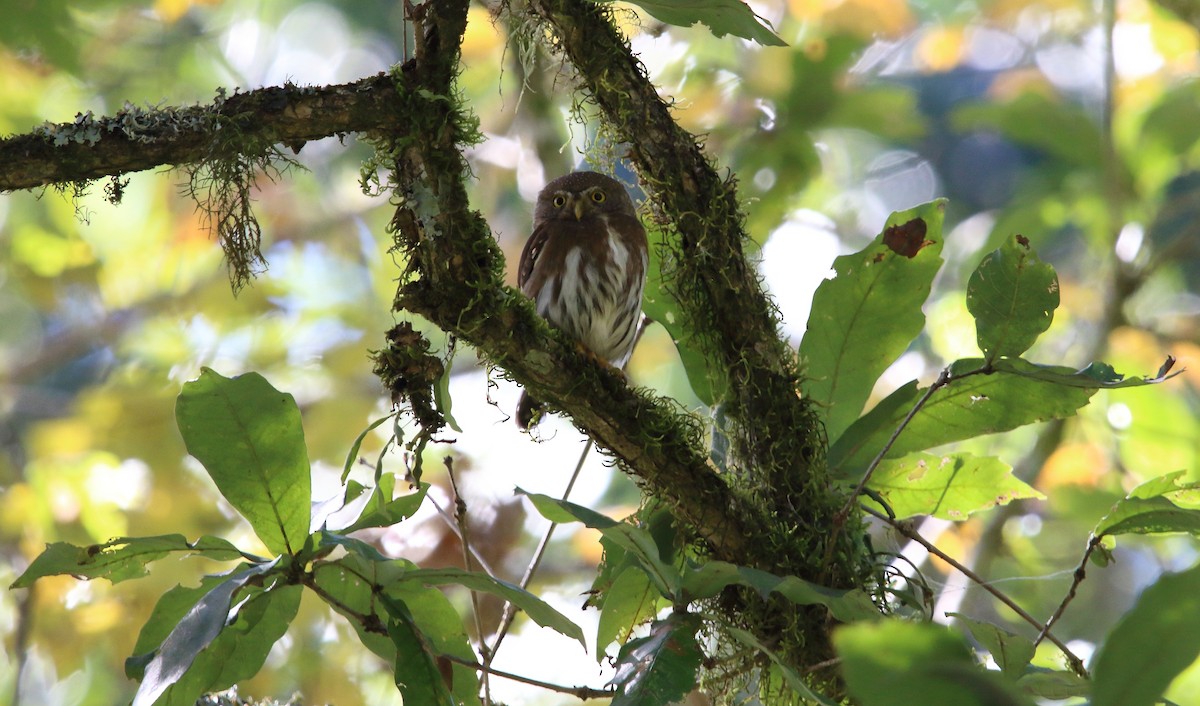 Tamaulipas Pygmy-Owl - ML520586161