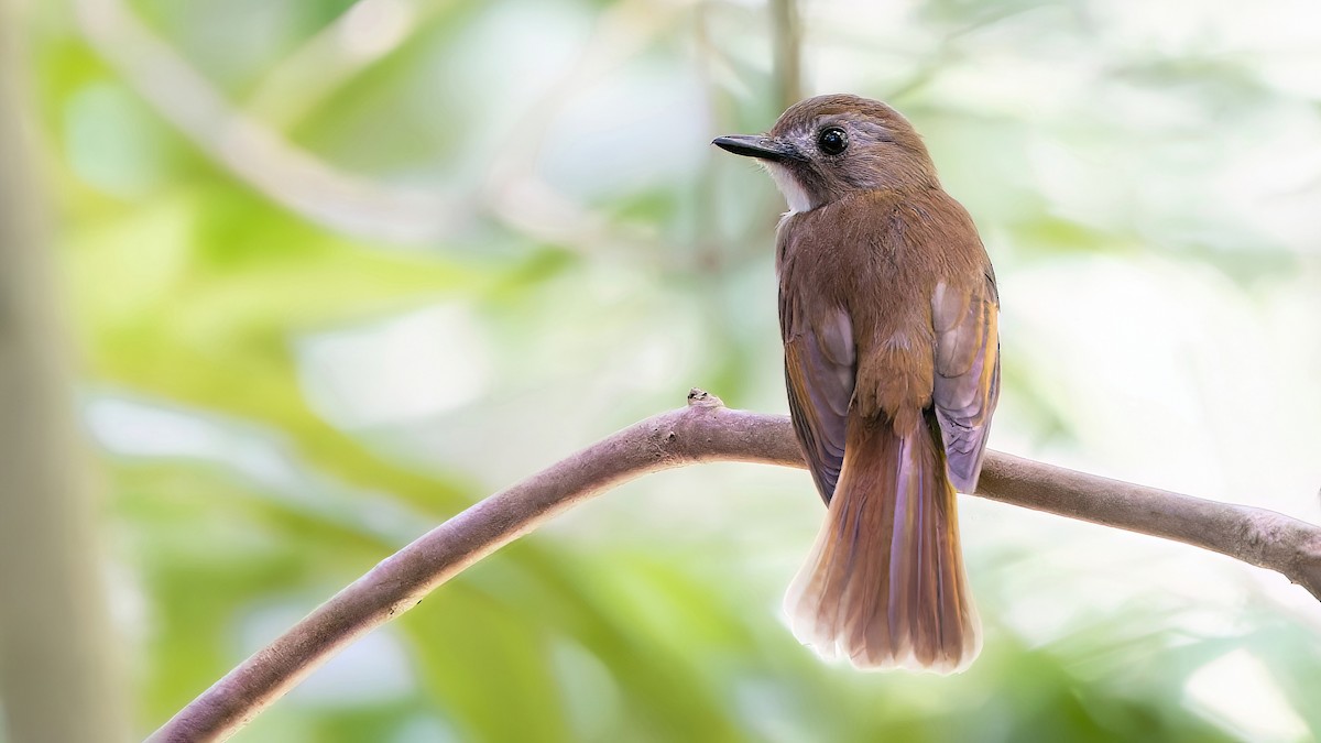 Gray-chested Jungle Flycatcher - ML520591141