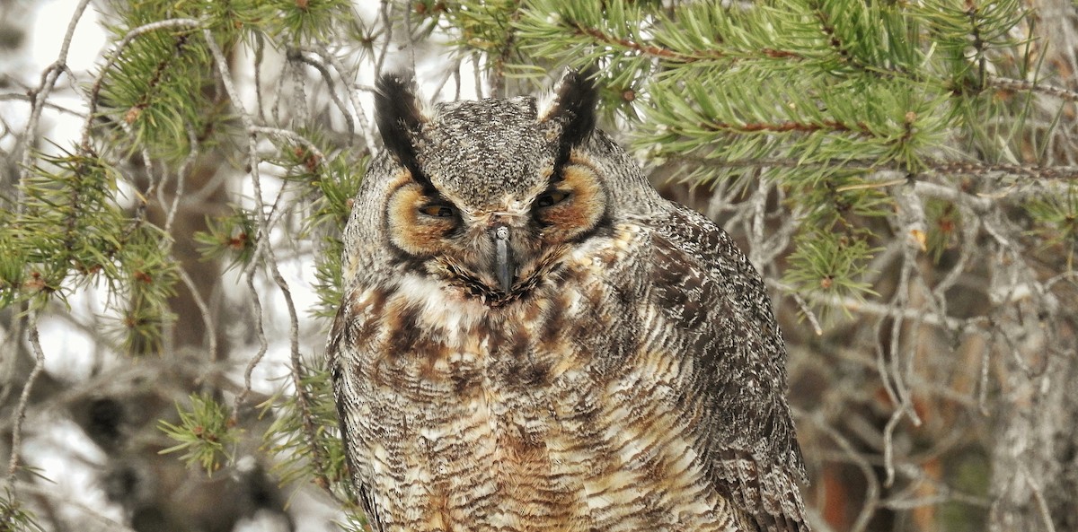 Great Horned Owl - ML52059581