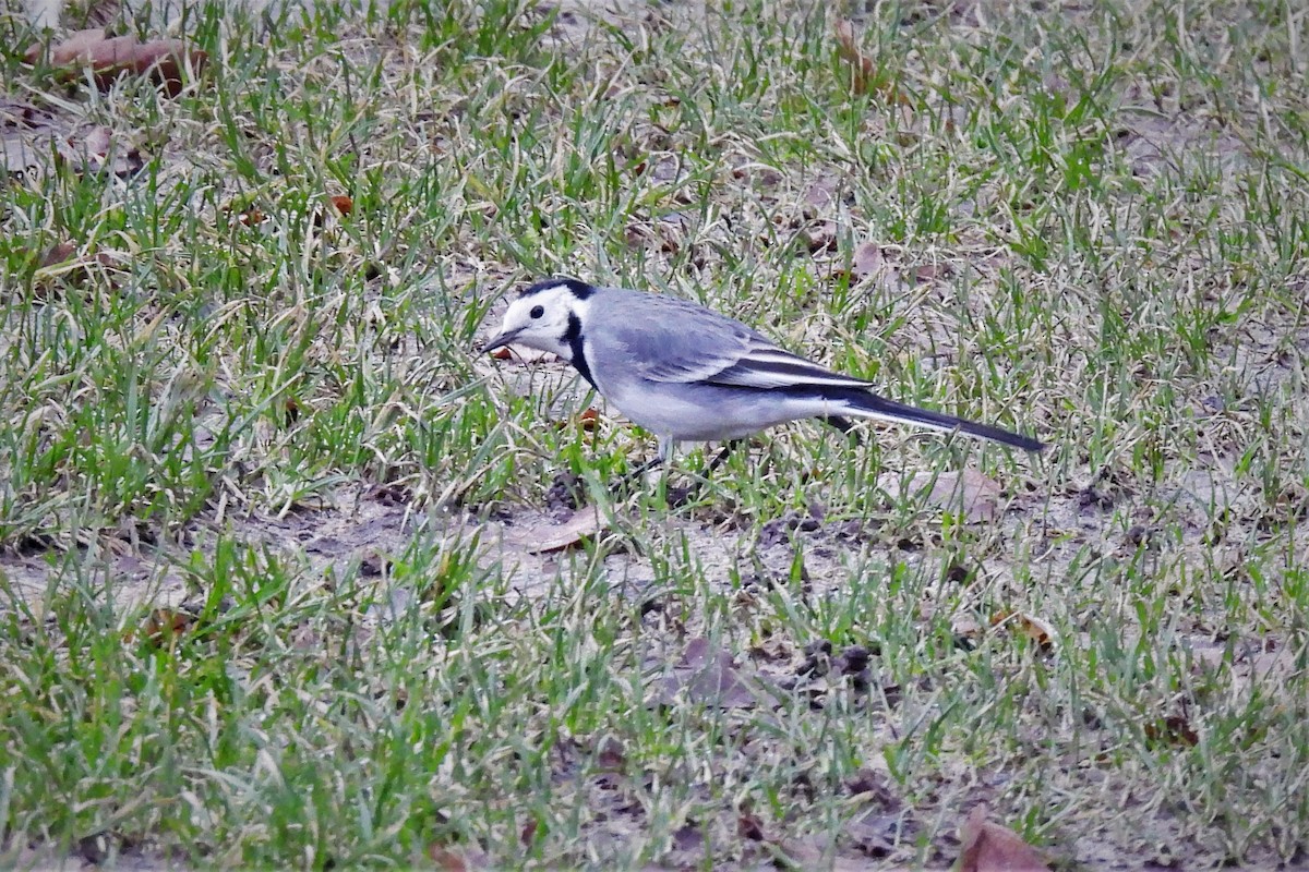 White Wagtail (White-faced) - ML520596501