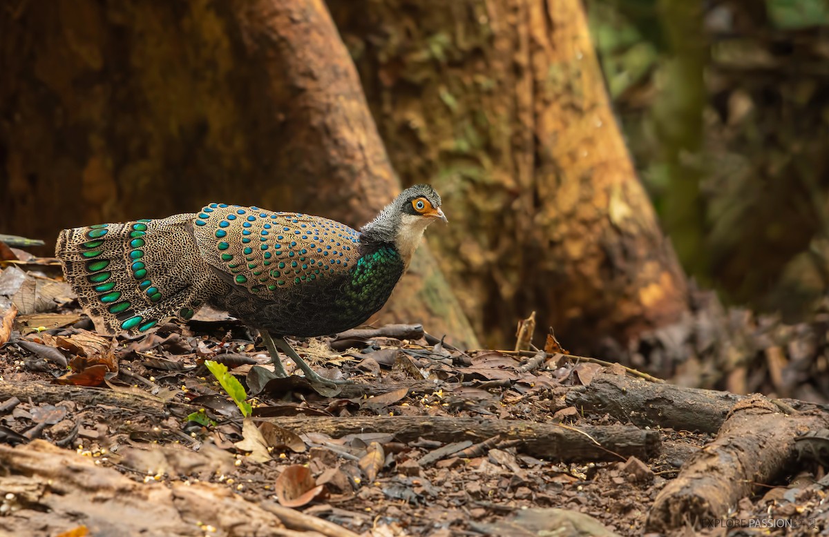 Bornean Peacock-Pheasant - ML520596601