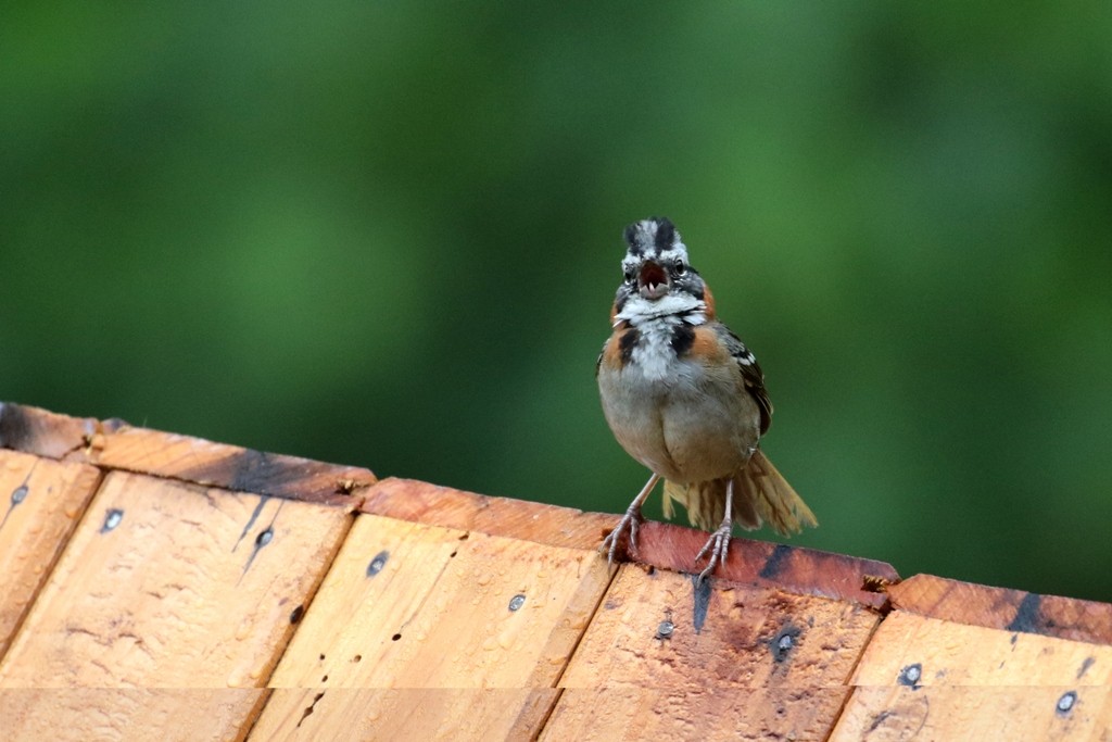 Rufous-collared Sparrow - ML52060141