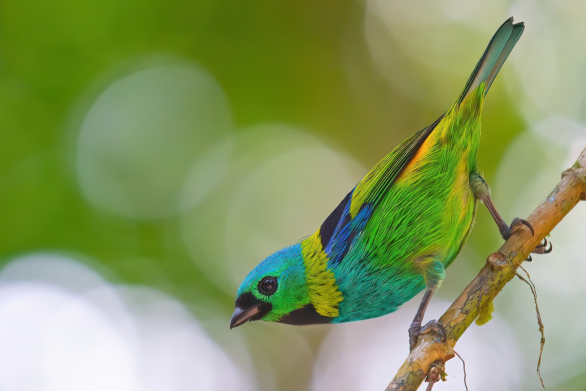 Green-headed Tanager - ML520602181