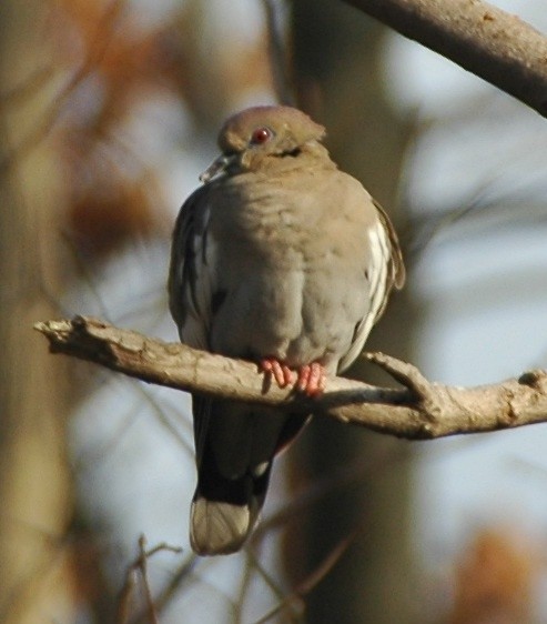 White-winged Dove - ML520604581