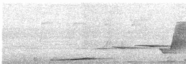 holub bažantí - ML520604911
