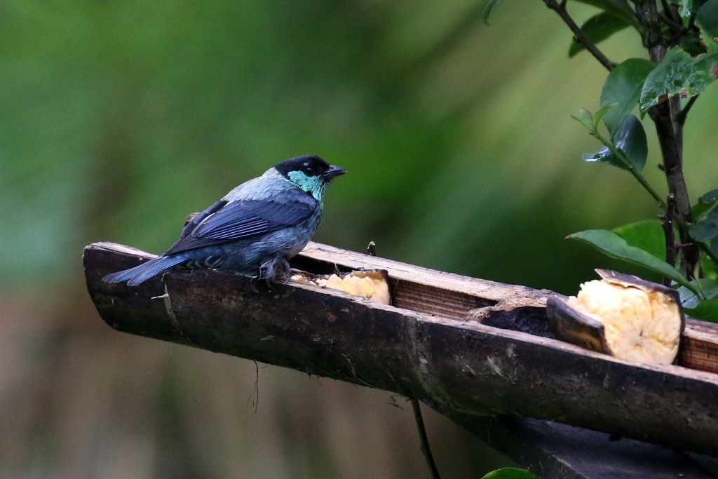 Black-capped Tanager - Maurice Raymond