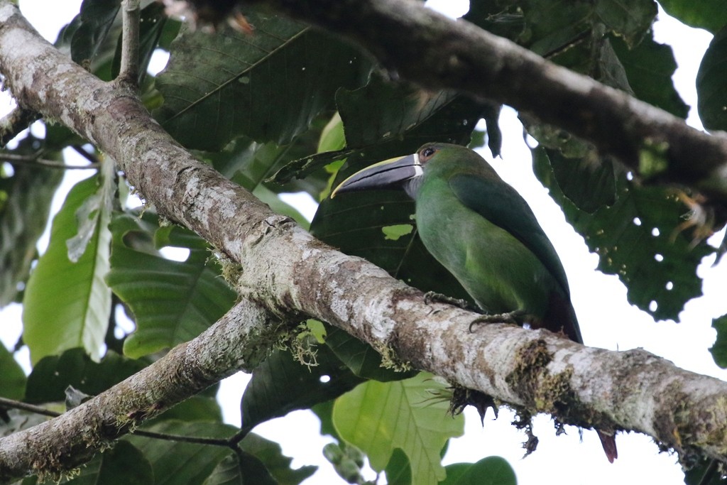 Southern Emerald-Toucanet (Andean) - Maurice Raymond