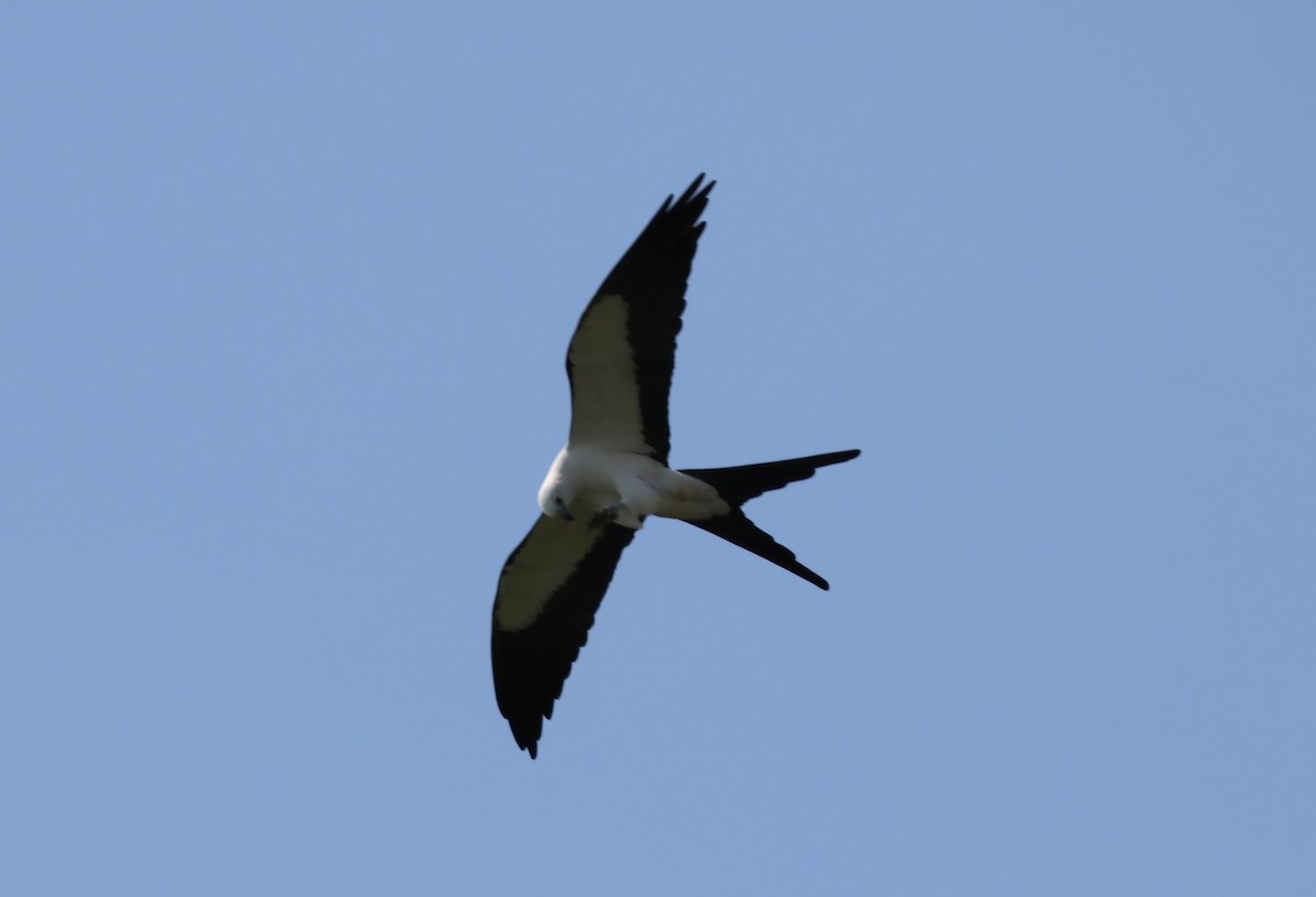 Swallow-tailed Kite - James Swim