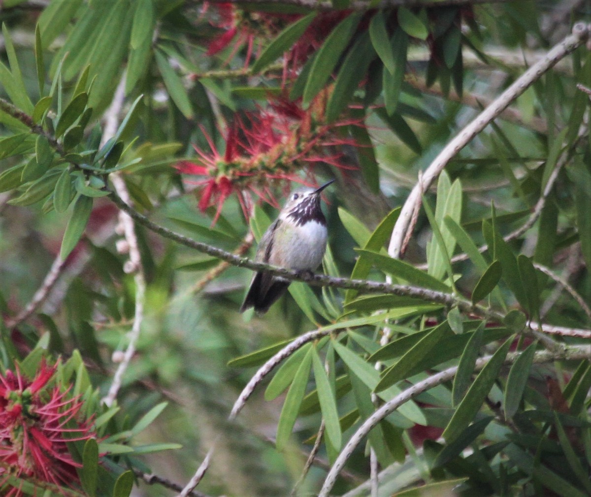 Calliope Hummingbird - David Hanson