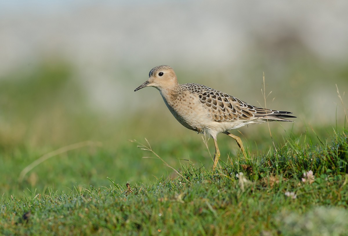 Buff-breasted Sandpiper - Alix d'Entremont
