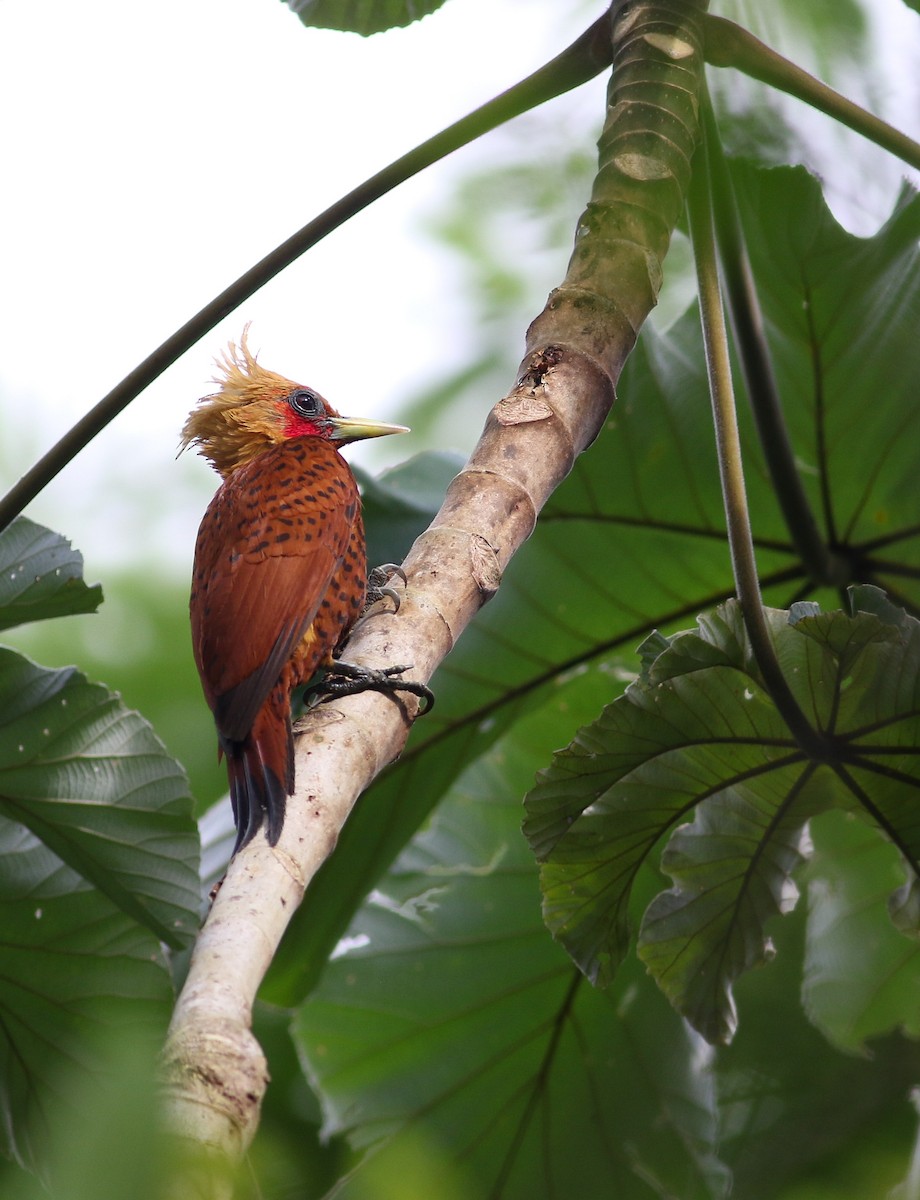 Chestnut-colored Woodpecker - ML520636101